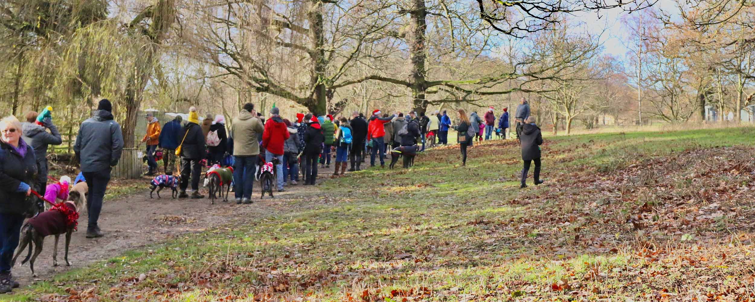 Sighthound Walks at Yorkshire Sculpture Park